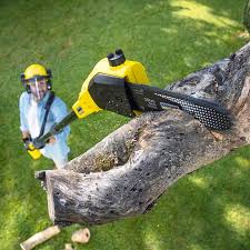 Best Arborist Consultation Services  in USA